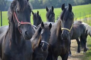 Stádo fríských koní